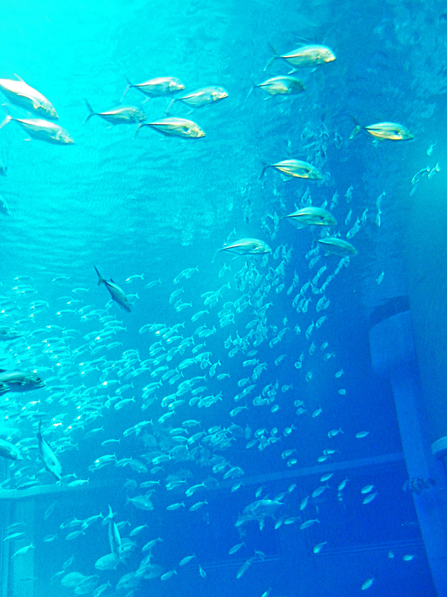 魚３