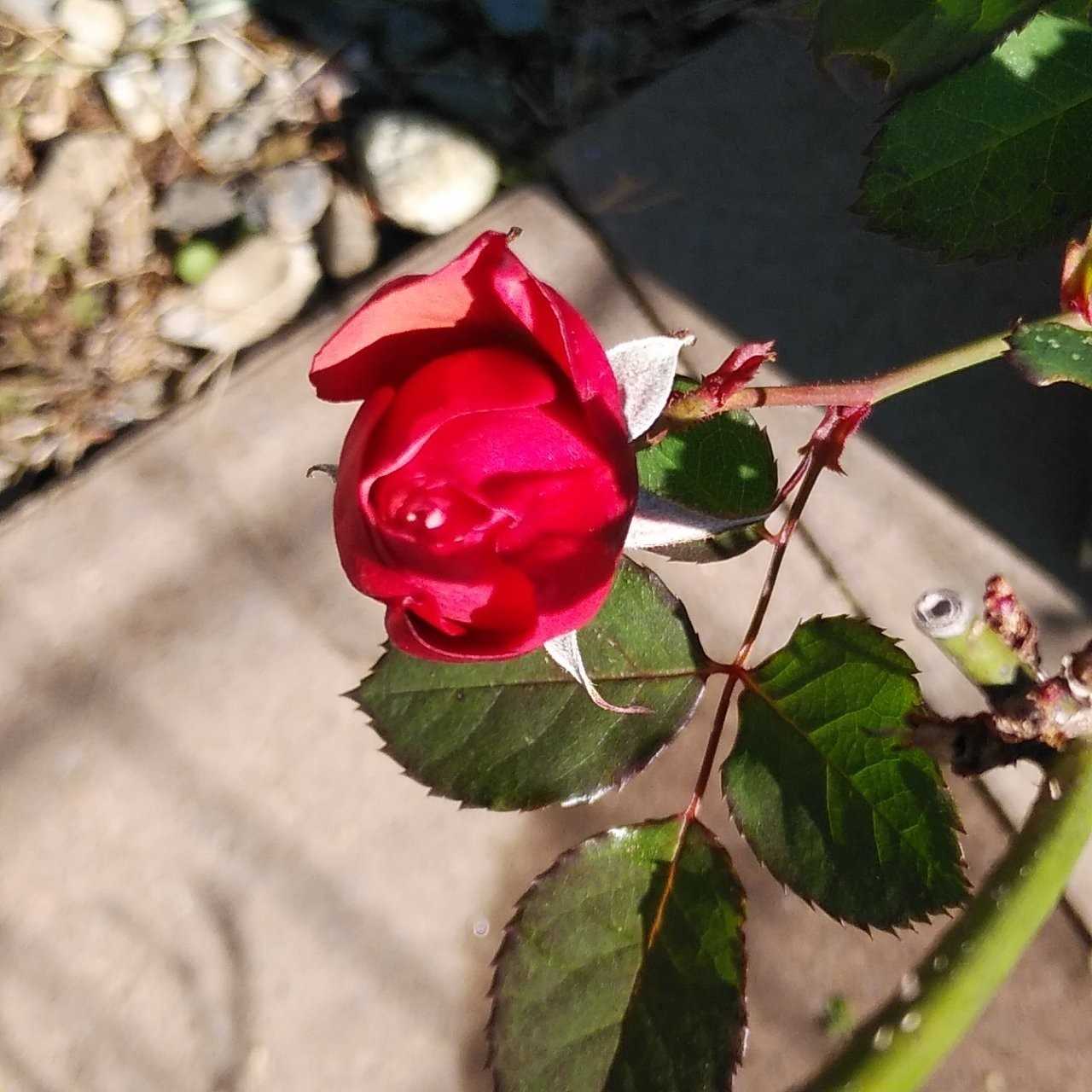 用土と肥料 薔薇の香り 楽天ブログ