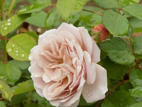 DSCN3157.JPG