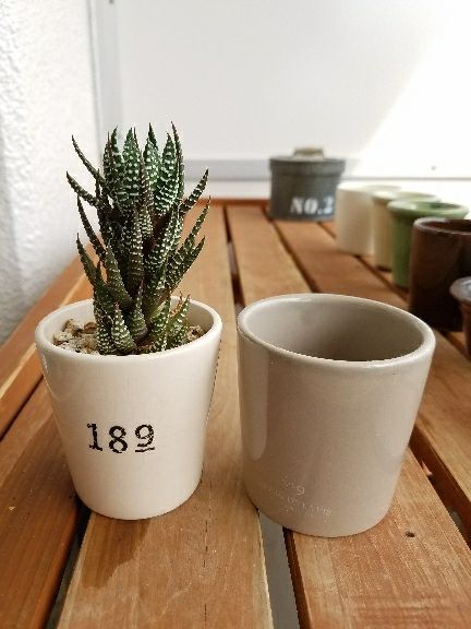 ゴールデンウィークは植え替えだ 最後はハオルチア ガステリア デルオの多肉日記 楽天ブログ