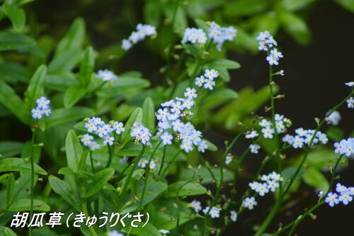 東高根森林公園にて