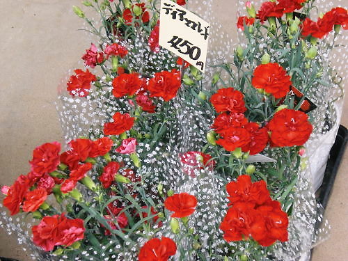 CIMG1206.JPG