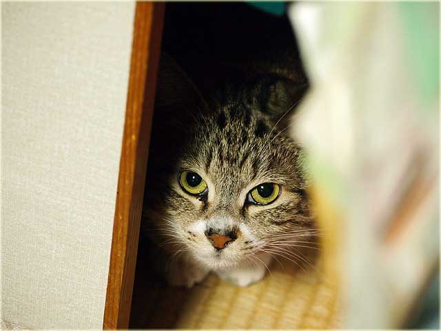 デジイチひめっち