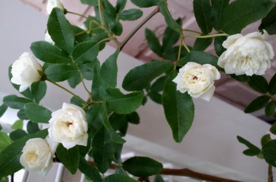 20120429g