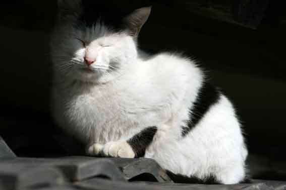 我が家のニャンコ♪2014/02/23-2