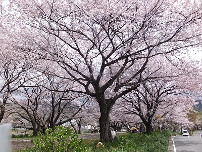 20140405大口桜