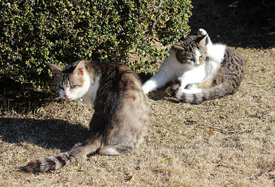 我が家のニャンコ♪2015/2/1-1