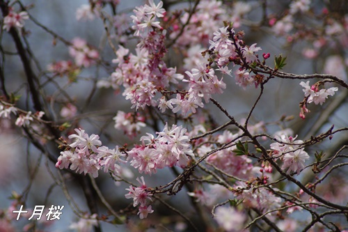 十月桜