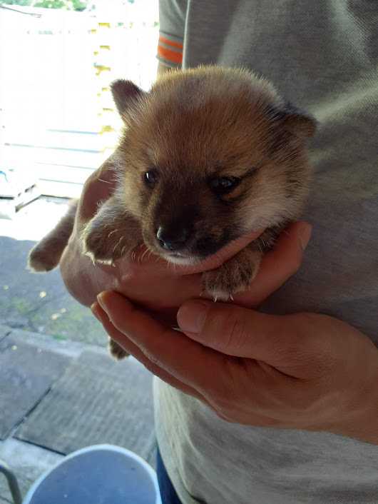 動物苦手が豆柴を飼うその2 動物苦手が豆柴を飼う 楽天ブログ 動物苦手が豆柴を飼うその2 動物苦手が豆柴を飼う 楽天ブログ