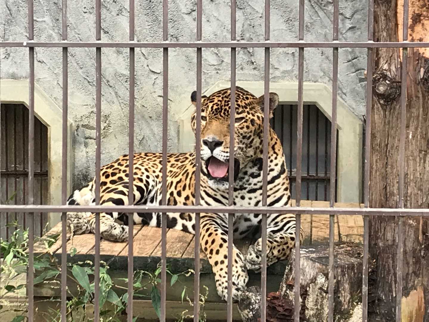 忘れてた 今日はアスカの誕生日だった ジャガー 今日は誰と会えるかな だいたい東山動植物園 楽天ブログ