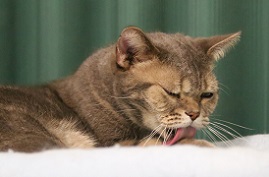 5DA_1536-19.jpg