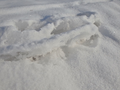雪の美？