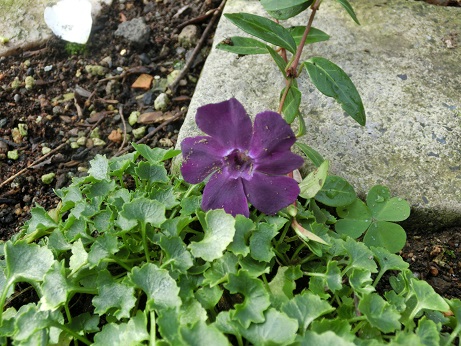 ツルニチニチソウ