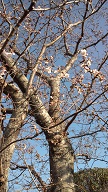 小学校桜３