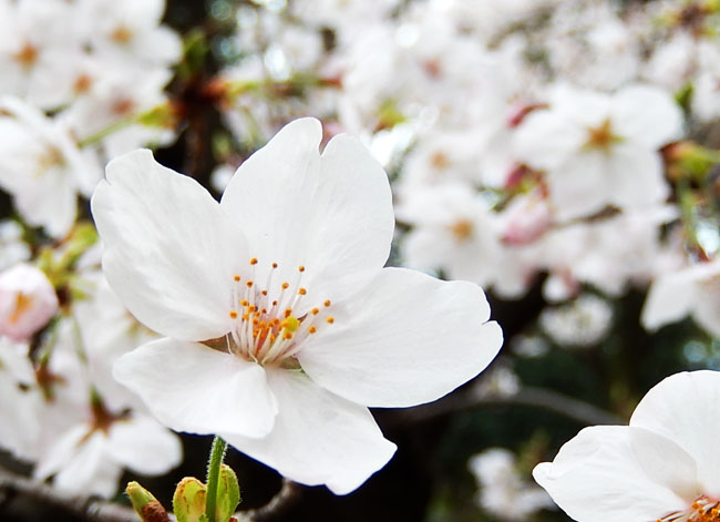 桜７