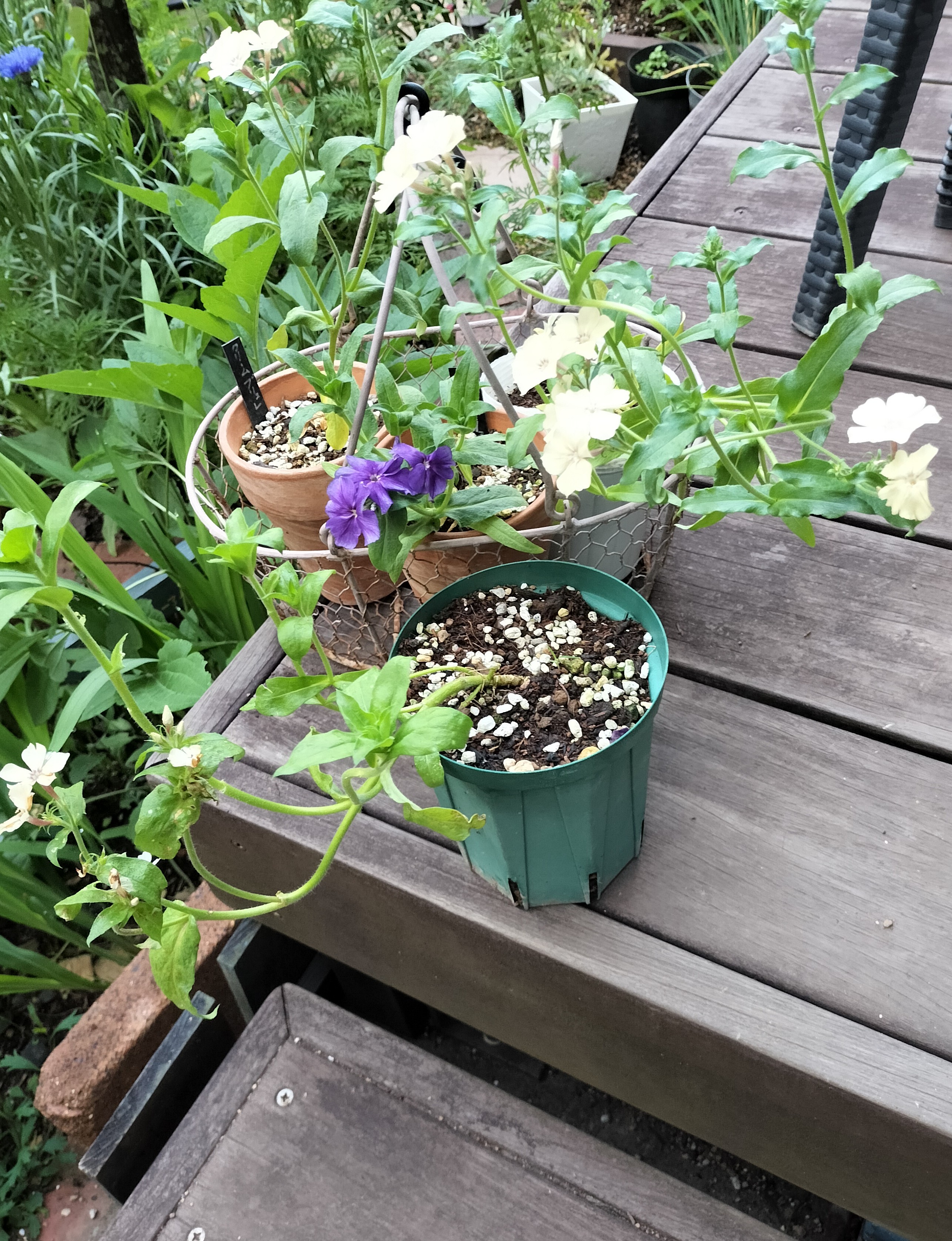 植物少女（額付き） sv0031.jpg