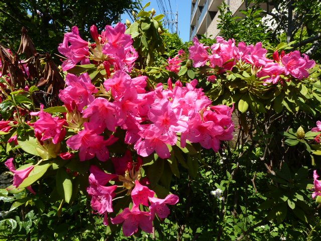 石楠花 シャクナゲ 芍薬 シャクヤク アヤメ 写真あり 私の好きな花 楽天ブログ