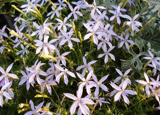 イソトマの花 花と蕎麦とリハビリと 楽天ブログ