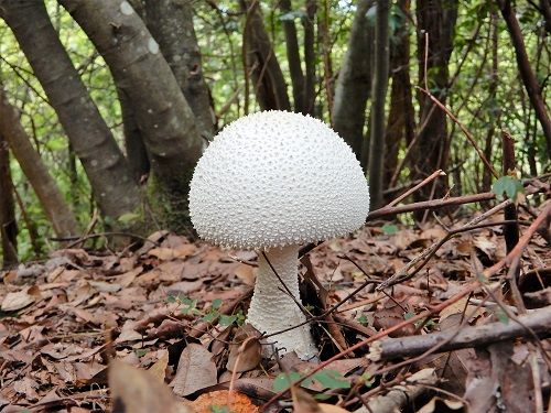 銀輪花散歩 赤 白 黄色の茸ほか 偐万葉田舎家持歌集 楽天ブログ