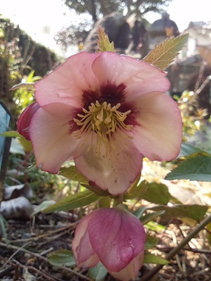 DCIM0483.JPG