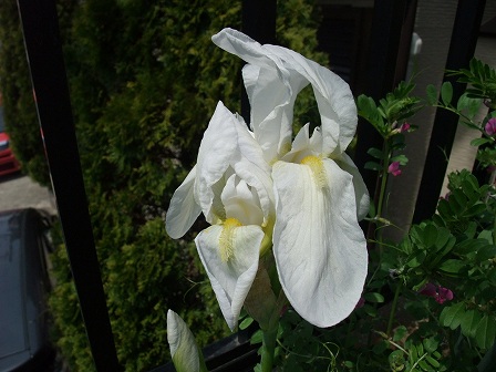 Iris florentina 20140412