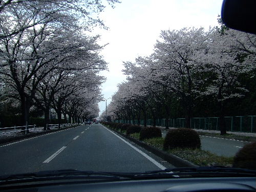 さくら並木道３