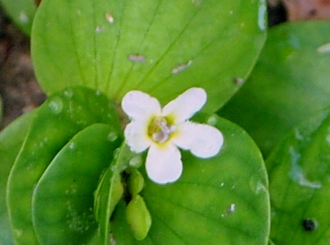 ウキアゼナの花