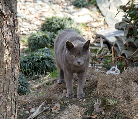 我が家のニャンコ♪2015/3/18-2