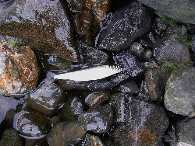 琵琶湖の鮎「アユ」