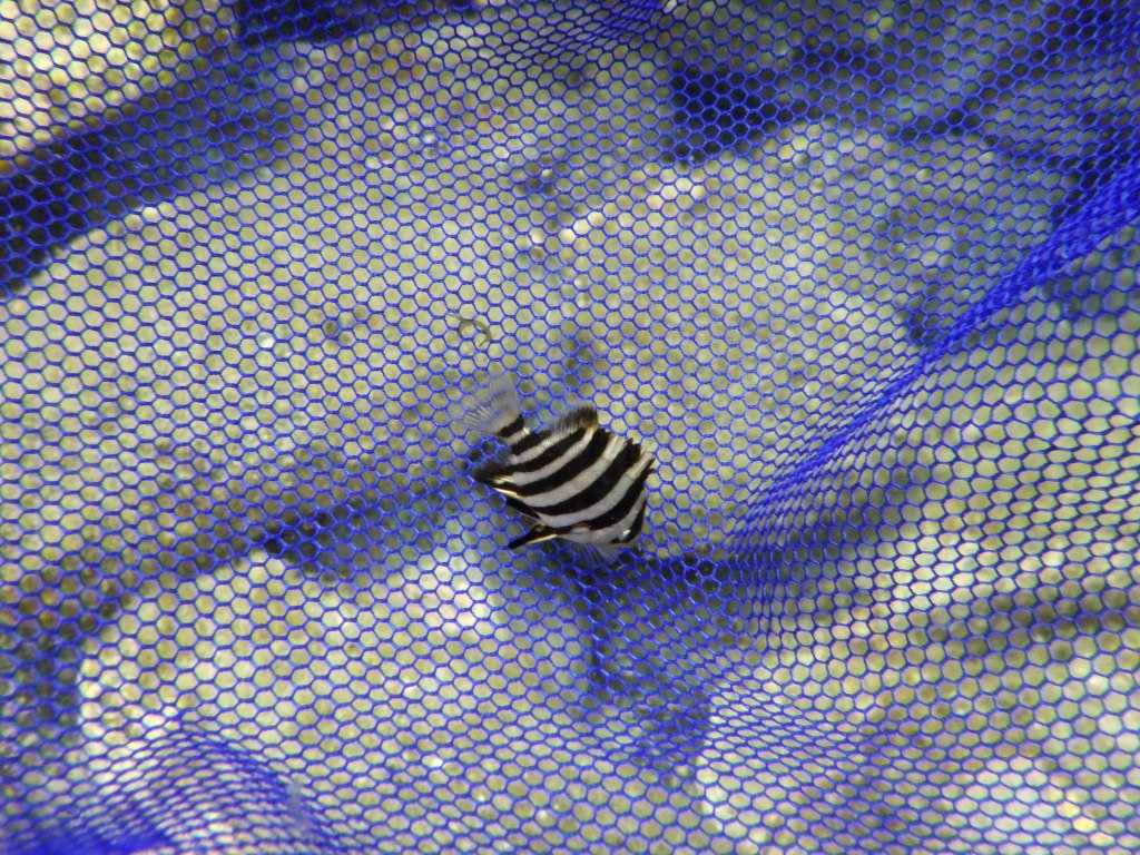 串本磯採集2023年7月下旬52　イシダイ（Oplegnathus fasciatus）