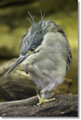 東京旅行-77 ササゴイ-2 13.10.5