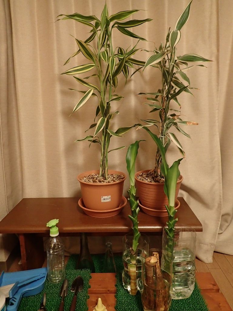 幸福の木 ミリオンバンブー ボケないための日記のようなモノ 楽天ブログ