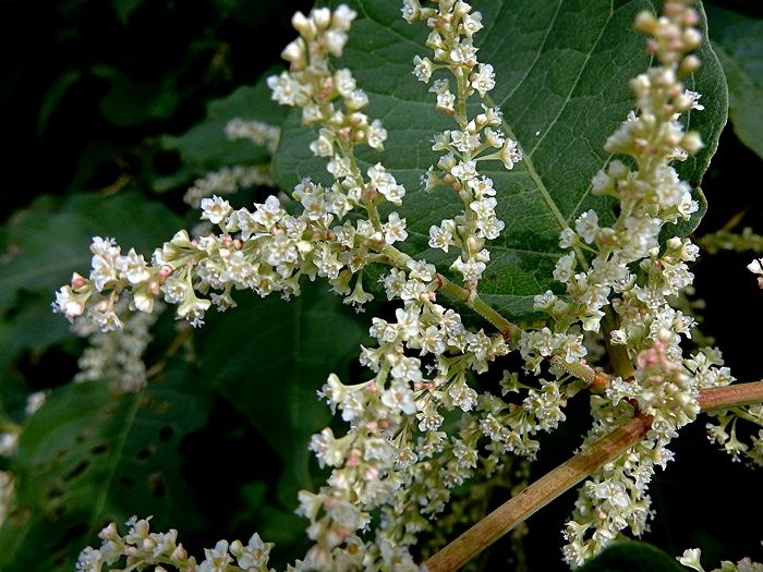 イタドリ雌花3