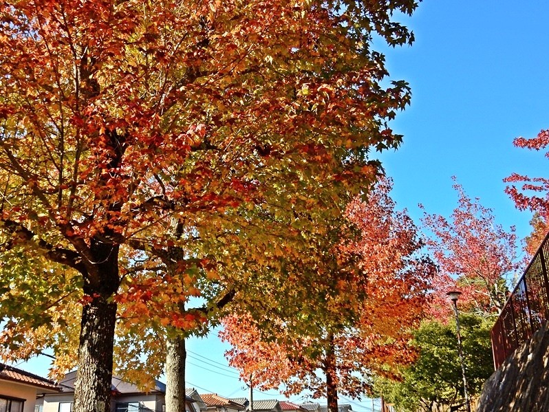 公園の紅葉4.JPG