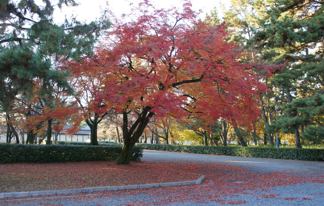 御苑紅葉.jpg