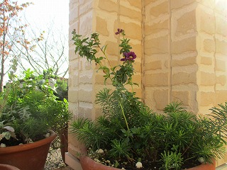 IMG_3267ss.jpg