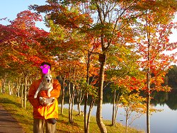 20131014朝日の紅葉