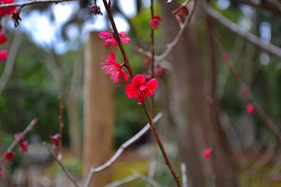 s-DSC_0856.jpg