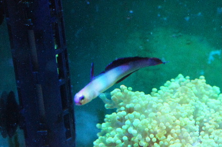 2014_011030cmｶｸﾚ､ｱｹﾎﾞﾉ0008.JPG