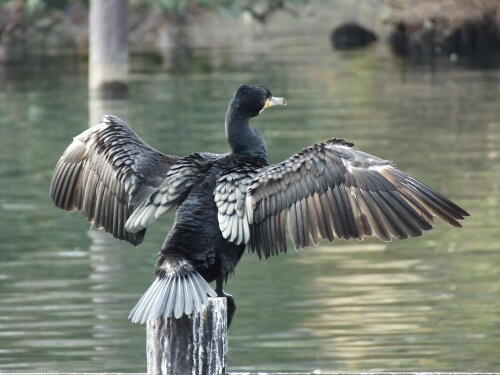 洗足池の野鳥