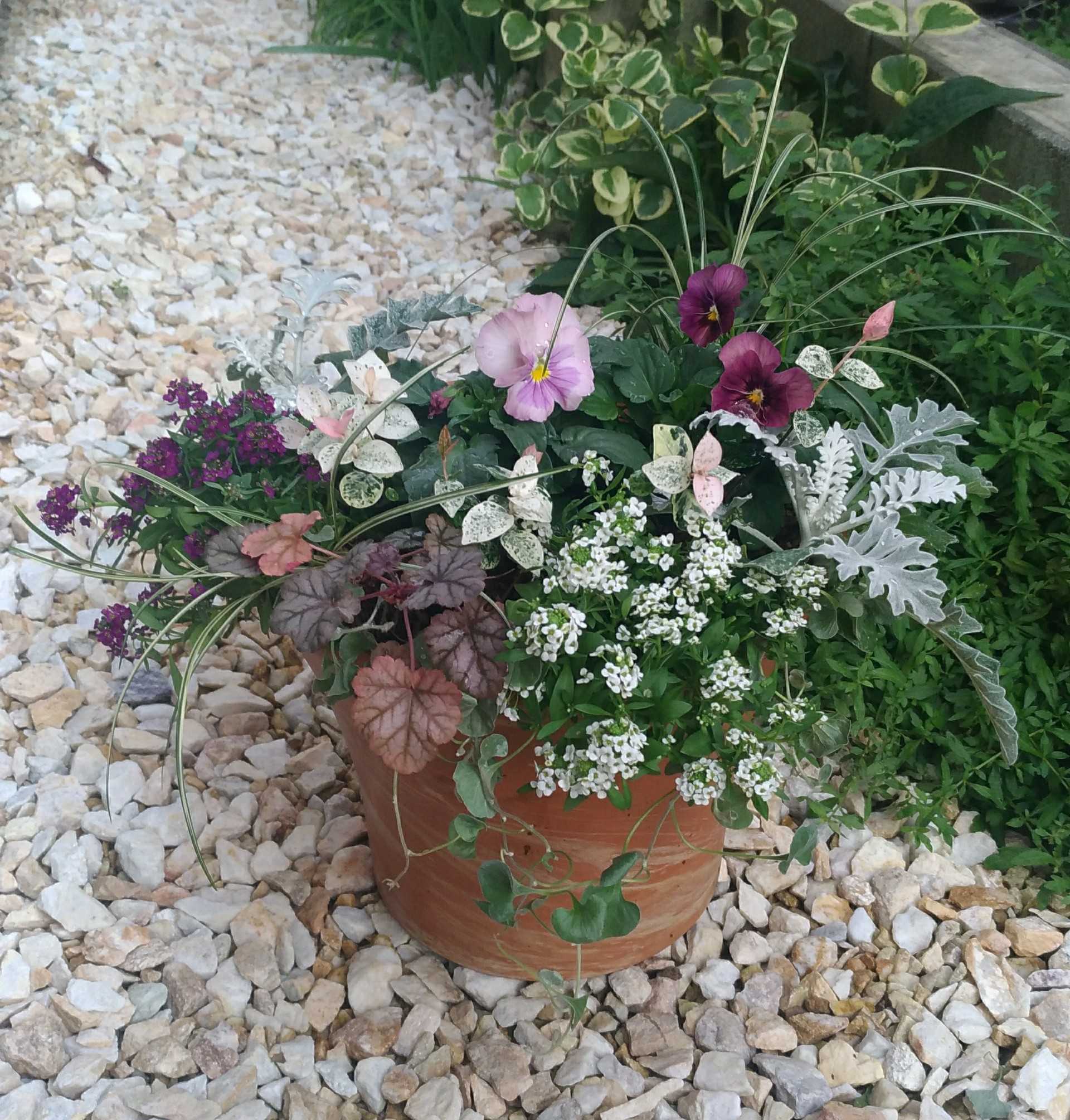 チューリップの寄せ植え | 小さな庭で がんばらないガーデニング