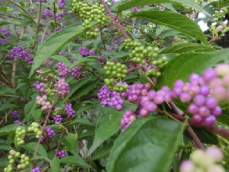 ムラサキシキブ