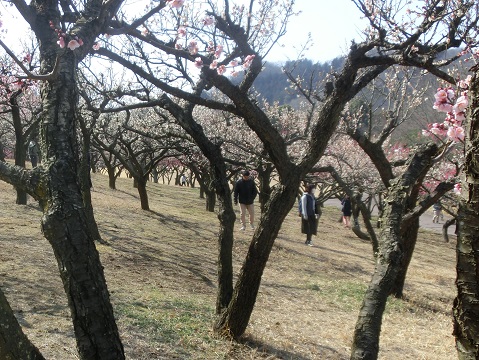 南公園の梅