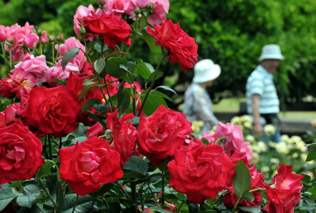 120530rose-01.jpg