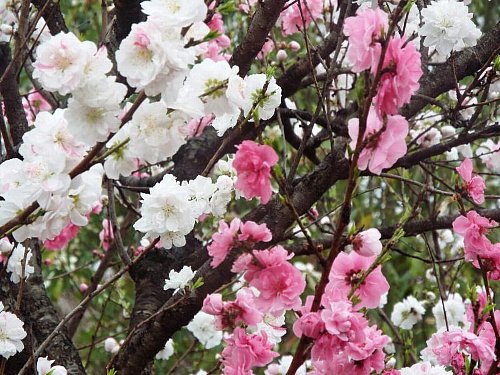 ume-omoinomama-44-b.jpg