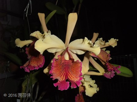 Cattelya dowiana aurea marmorata 'Rio Preto' x self 20160725