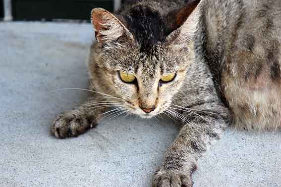 我が家のニャンコ♪2015/8/7-3