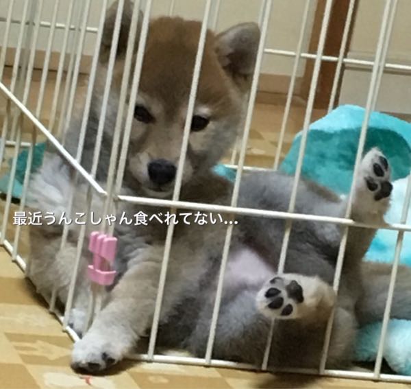 食糞対策させるカコ 柴犬 3ヶ月 柴ちゃんと 柴犬カコ 楽天ブログ