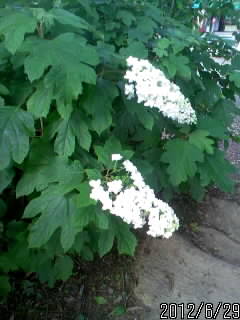 変わりあじさい