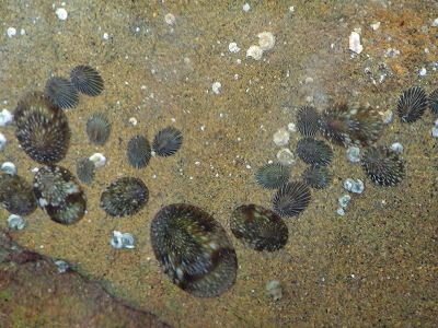 和歌山磯採集2015年5月下旬9　アオガイ（Notoacmea schrenckii）とホソスジアオガイ（Nipponacmea teramachii）